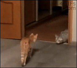 Top-15-Very-Funny-Cat-GIFs-funny