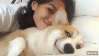 gifki-sobaka-korgi-dovolnaya-morda-3651973