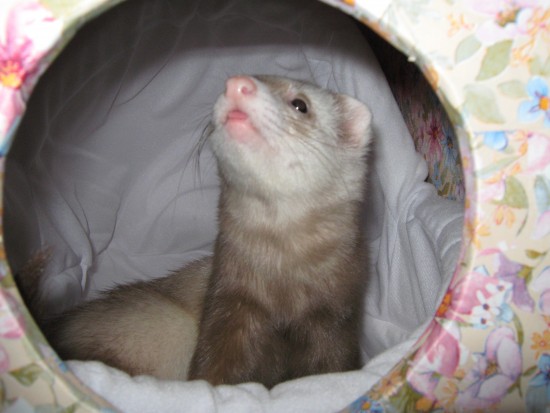 все о Варе 254