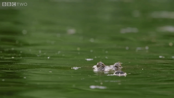 ezgif.com-video-to-gif (2)