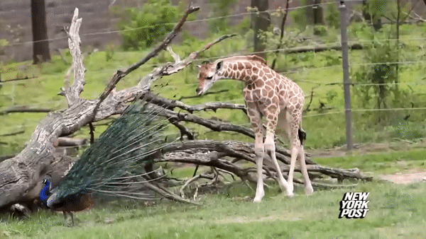 ezgif.com-video-to-gif (4)