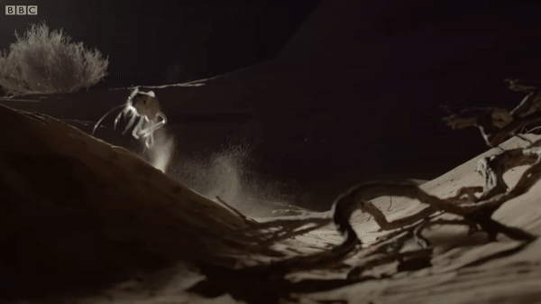 ezgif.com-video-to-gif (8)