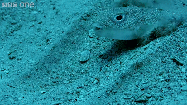 ezgif.com-video-to-gif (10)