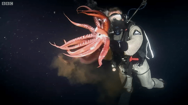 ezgif.com-video-to-gif (12)