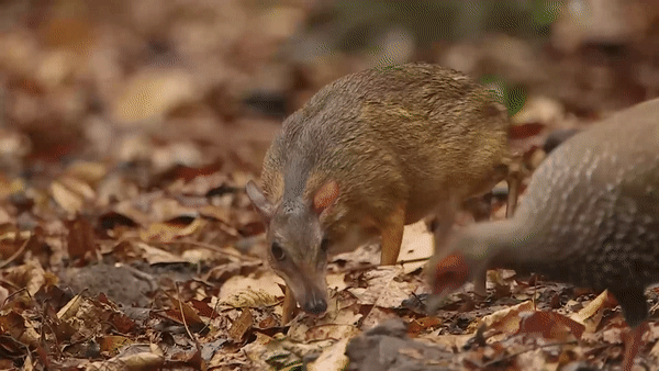 ezgif.com-video-to-gif (18)