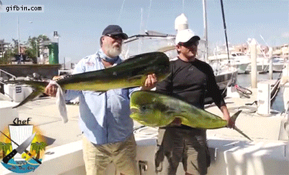 sea_lion_steals_fish_from_posing_fisherman