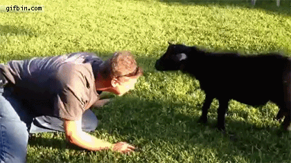 goat_headbutt_fail