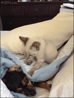 Cat-slaps-taunts-dog