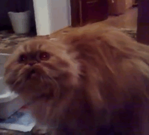 insta-58d26b25290ea__605