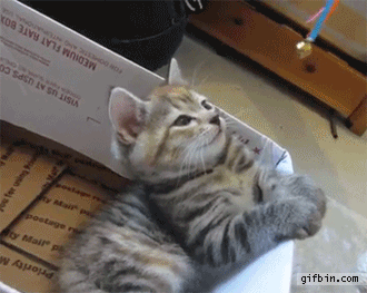 kitten_gets_hypnotized_by_golden_bell