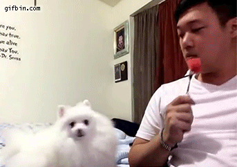 pomeranian_vs_owner_eating_watermelon