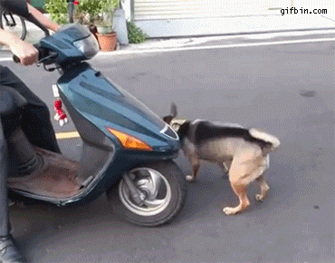 dog_climbs_on_scooter