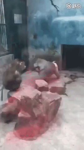 Дорогу альфа самцу