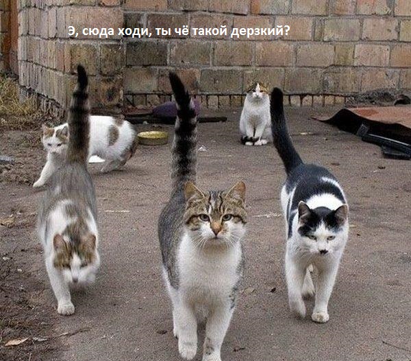 пацанчик, ты чё такой дерзкий