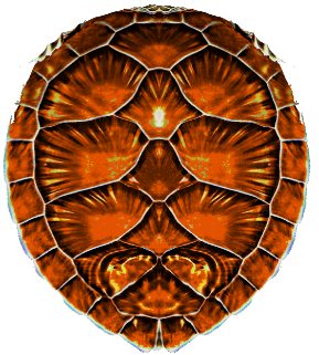 0_184cef_81eca79a_orig