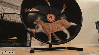 cat_hamster_wheel