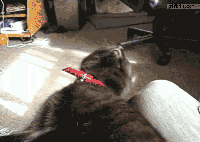 kitten_keeps_falling_asleep