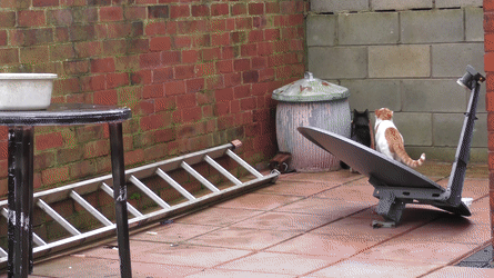 Синхронное прыганье