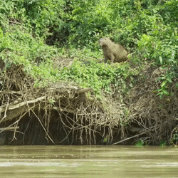Осторожность не помешает