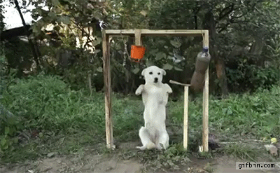 dog_does_the_ice_bucket_challenge