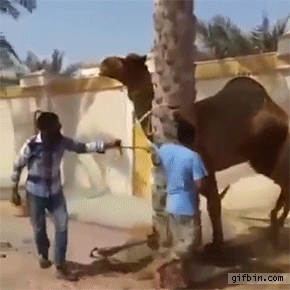 camel_bites_man