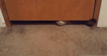 image-iloveimg-cropped