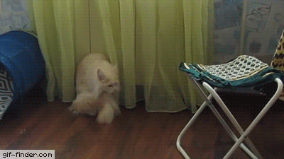 -гифки-хвост-3774741