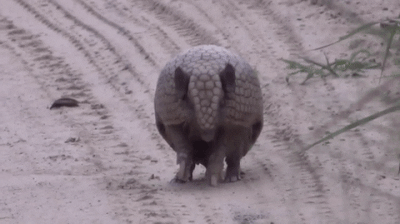 броненосец