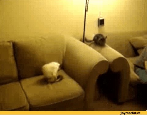 -кот-живность-шиншилла-1647040