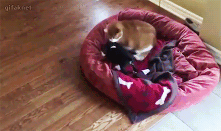 Папа, спаси!