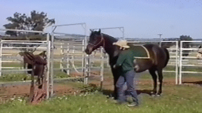 Строптивый конь