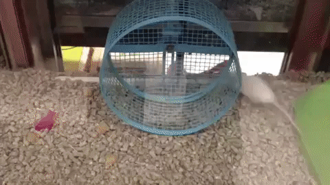 ezgif.com-video-to-gif