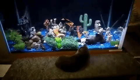 ezgif.com-video-to-gif