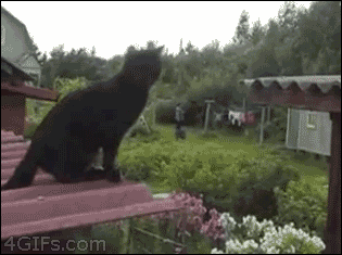 Cat-roof-jump-slips