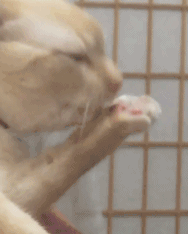 -живность-российские-сериалы-2598528