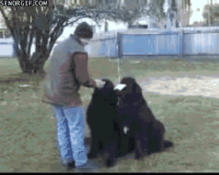 funnygifworstdogtrickever