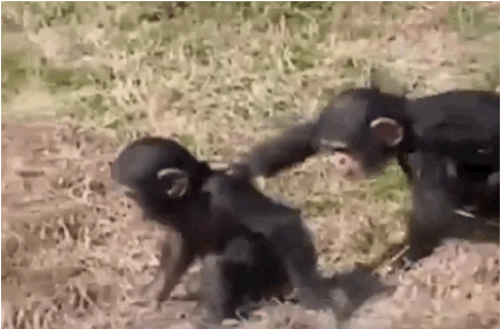 funnygifmonkeypush