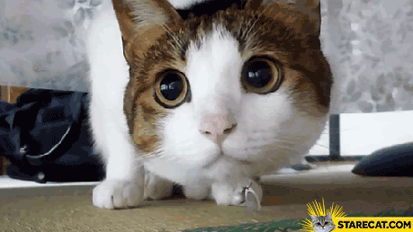 cat-looking-right-and-left