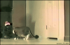 Curious_Christmas_cat