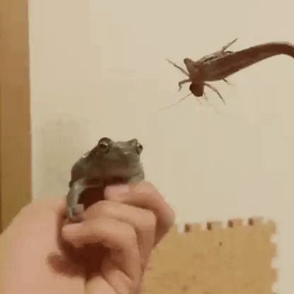 gifs_03