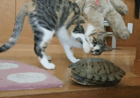 -котэ-черепаха-любопытство-3849482