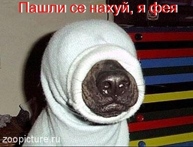 фея