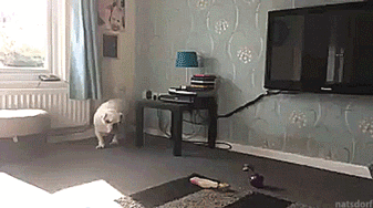 14f792d44f29ef276cf96e36009