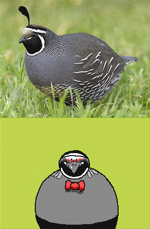 k-eke-gif-Сиба-ину-собака-3848642