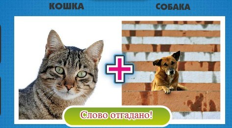 кошка с собакой