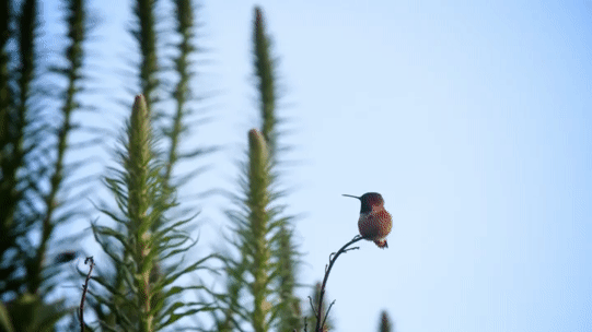 Шмель мохнатый