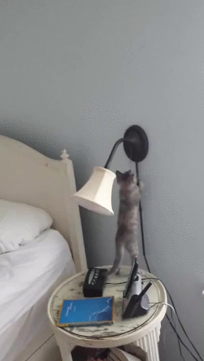 gifkikotzhivnost3686168_yapfiles.ru