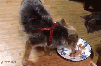 kotyepes3863478_yapfiles.ru