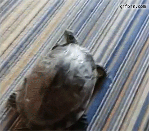 turtlehasticklishshell