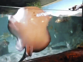 Покорми рыбок